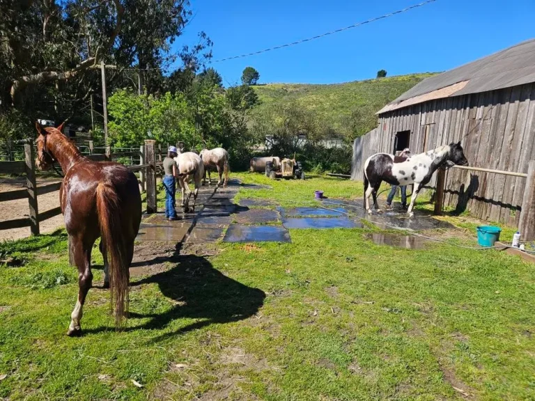 rsw 984h 738 768x576