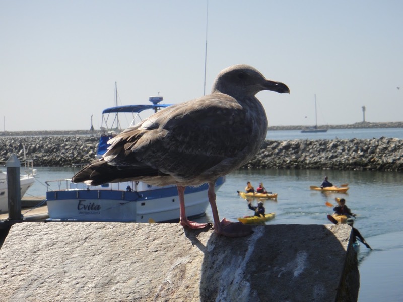 Seagull